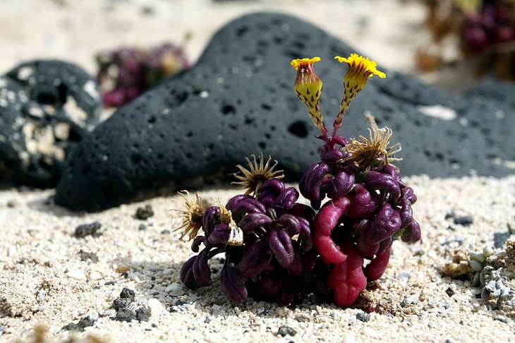 Photographs of the best sights and destinations in Lanzarote, one of the most popular islands in Spain’s Canary Islands, plants endemic to Lanzarote, the Coastal Ragwort (Senecio leucanthemifolius)