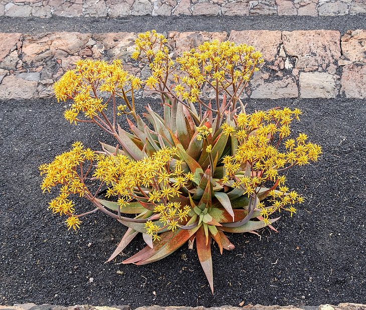 Photographs of the best sights and destinations in Lanzarote, one of the most popular islands in Spain’s Canary Islands, plants endemic to Lanzarote, Aloe buhrii