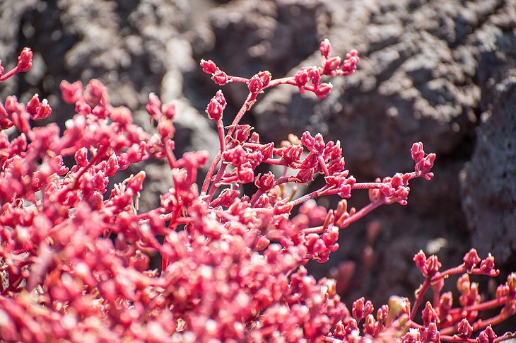 Photographs of the best sights and destinations in Lanzarote, one of the most popular islands in Spain’s Canary Islands, plants endemic to Lanzarote, the Slenderleaf Iceplant (Mesembryanthemum nodiflorum)