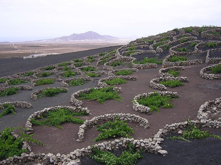 Photographs of the best sights and destinations in Lanzarote, one of the most popular islands in Spain’s Canary Islands, Malvasia grape vines grown in topsoil in lapilli, in La Geria, the protected vineyards of Lanzarote