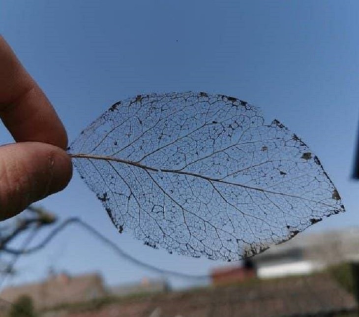Ordinary objects with unusual appearances or designs, A worn-out leaf that has lost all its color