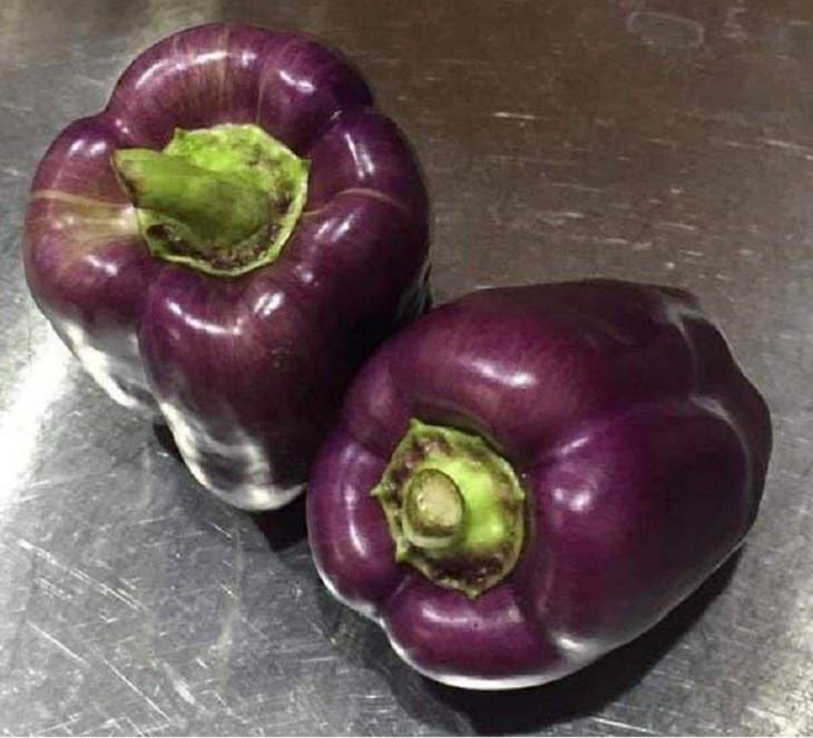 Ordinary objects with unusual appearances or designs, A rare bell pepper that seems to be disguised as an eggplant
