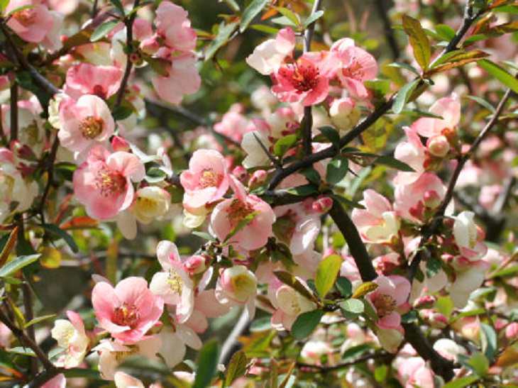 Beautiful and colorful flowering plants, shrubs and bushes for the garden that bloom flowers and berries, Chaenomeles, Quince