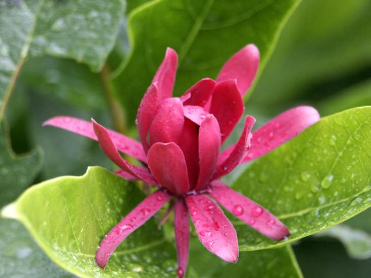 Beautiful and colorful flowering plants, shrubs and bushes for the garden that bloom flowers and berries, Calycanthus, sweetshrub