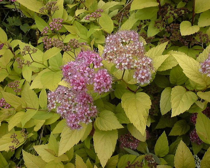 Beautiful and colorful flowering plants, shrubs and bushes for the garden that bloom flowers and berries, Spiraea