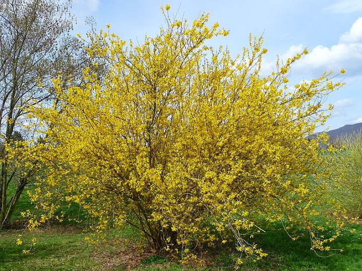 Beautiful and colorful flowering plants, shrubs and bushes for the garden that bloom flowers and berries, Forsythia