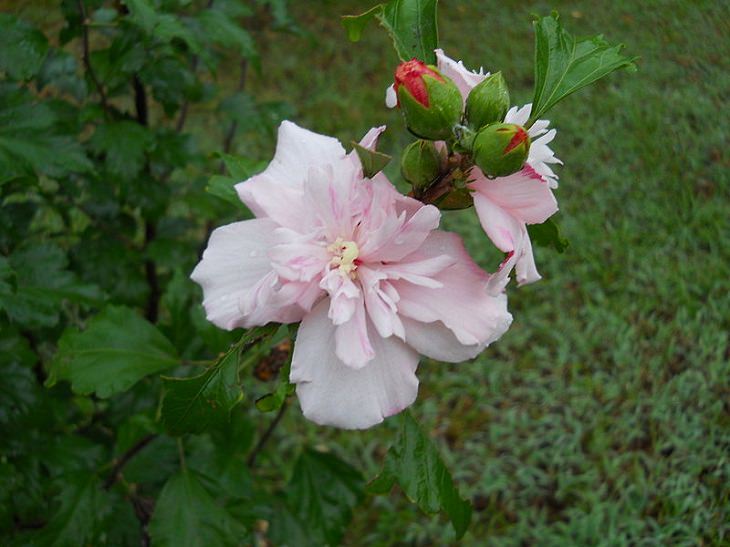 Beautiful and colorful flowering plants, shrubs and bushes for the garden that bloom flowers and berries, Rose of Sharon, hibiscus