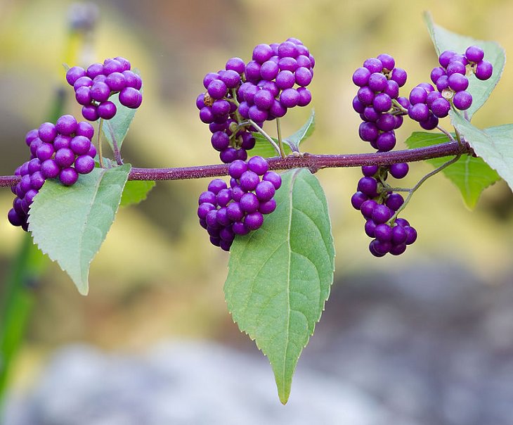 Beautiful and colorful flowering plants, shrubs and bushes for the garden that bloom flowers and berries, Callicarpa, Beautyberry