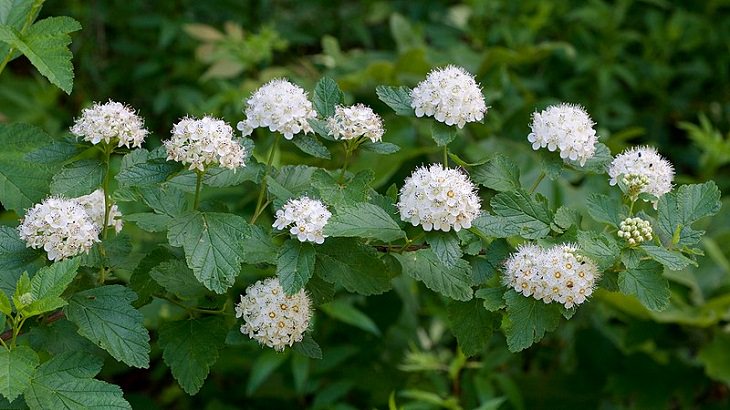 Beautiful and colorful flowering plants, shrubs and bushes for the garden that bloom flowers and berries, Physocarpus opulifolius, Ninebark
