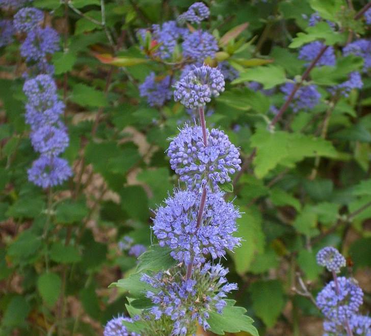 Beautiful and colorful flowering plants, shrubs and bushes for the garden that bloom flowers and berries, Caryopteris