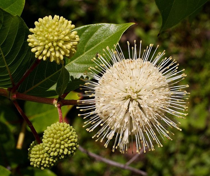 Beautiful and colorful flowering plants, shrubs and bushes for the garden that bloom flowers and berries, Cephalanthus occidentalis, buttonbush