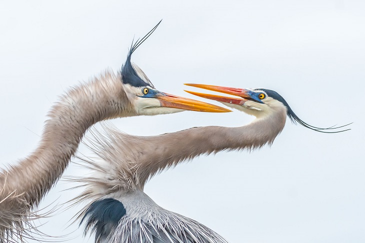 Winning Entries and Photographs from the Audubon Photography Competition 2019 inspired by the Plants for Bird program, Amateur Honorable Mention, Melissa Rowell