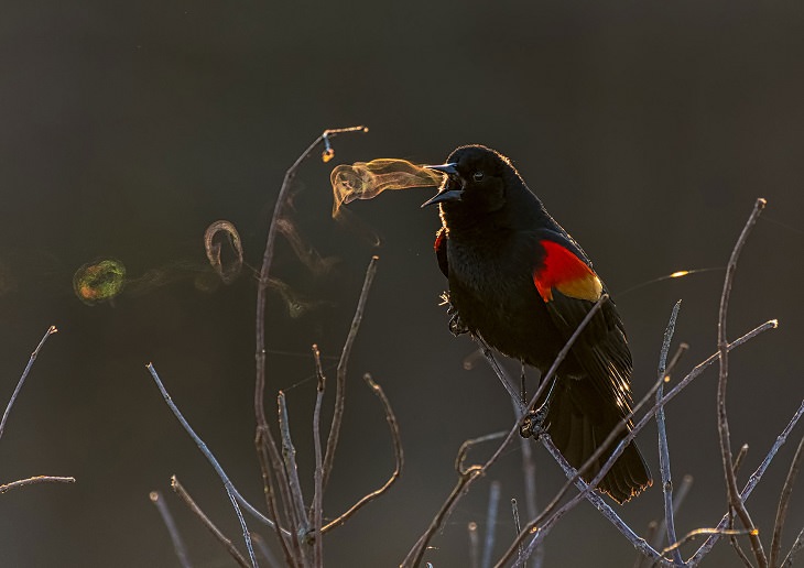 Winning Entries and Photographs from the Audubon Photography Competition 2019 inspired by the Plants for Bird program, Grand Prize Winner, Kathrin Swoboda