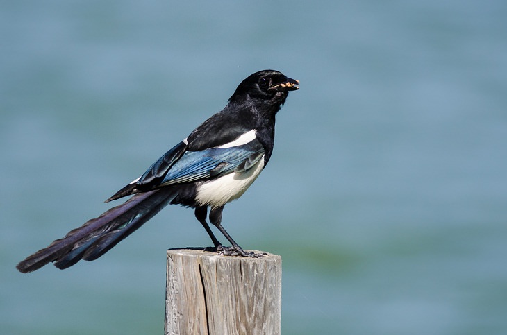 Black-billed Magpie, Best Singing Birds