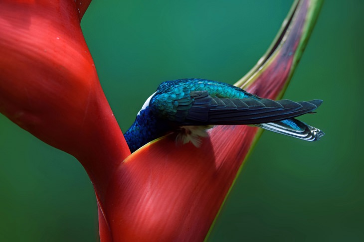 Winning Entries and Photographs from the Audubon Photography Competition 2019 inspired by the Plants for Bird program, Amateur Winner, Mariam Kamal