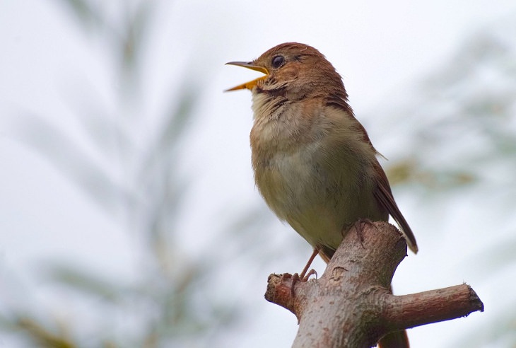 Common Nightingale, Best Singing Birds