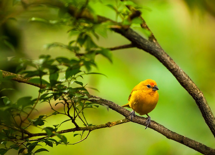 Canary, Best Singing Birds