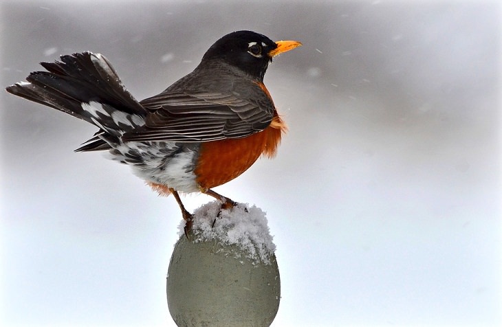 American Robin, Best Singing Birds