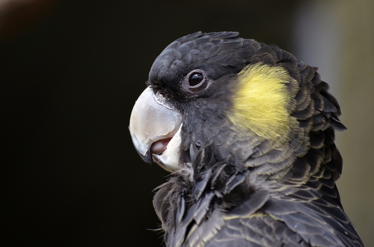 Yellow-tailed Black Cockatoo, Best Singing Birds