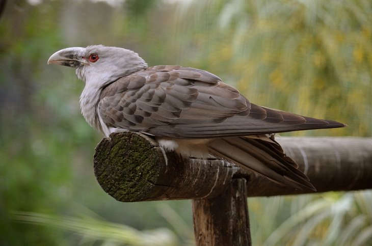 Channel-billed Cuckoo, Best Singing Birds