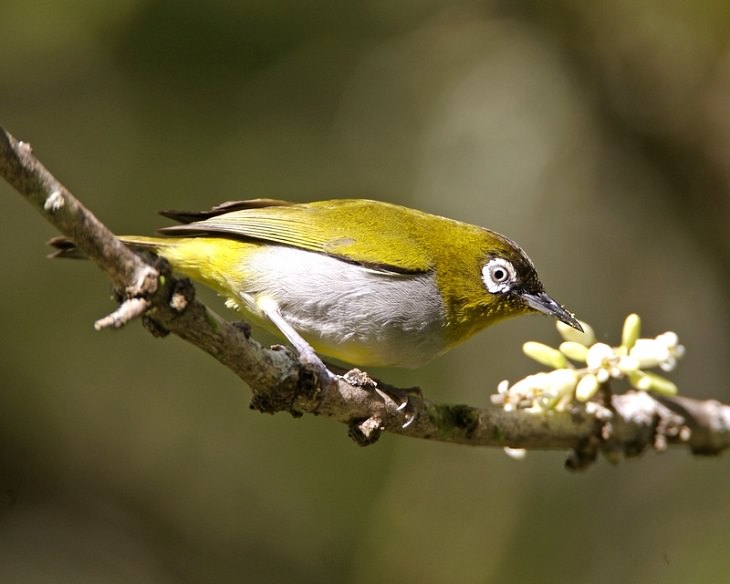 Beautiful, colorful birds native and endemic to Borneo, third largest island in the world, located in Maritime Southeast Asia, Black-capped white-eye (Zosterops atricapilla)