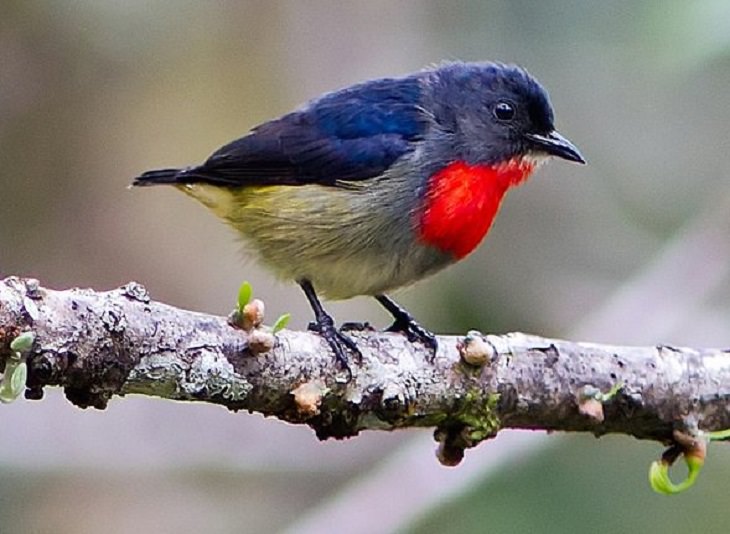 Beautiful, colorful birds native and endemic to Borneo, third largest island in the world, located in Maritime Southeast Asia, Black-sided flowerpecker (Dicaeum monticolum)