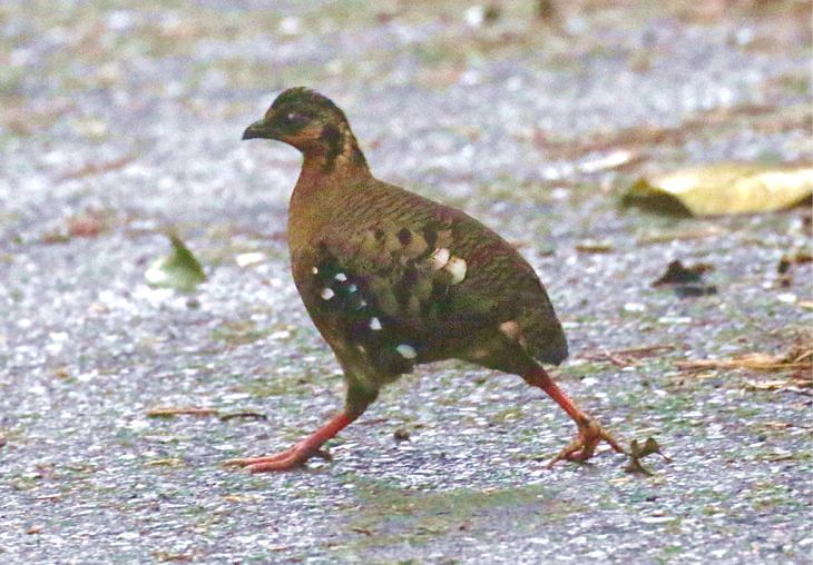 Beautiful, colorful birds native and endemic to Borneo, third largest island in the world, located in Maritime Southeast Asia, Red-breasted partridge (Arborophila hyperythra)