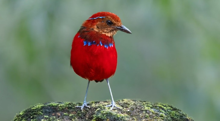 Beautiful, colorful birds native and endemic to Borneo, third largest island in the world, located in Maritime Southeast Asia, Blue-banded pitta (Erythropitta arquata)