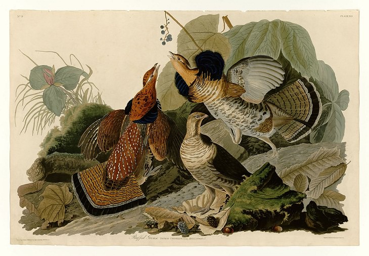 John James Audubon , bird painting 