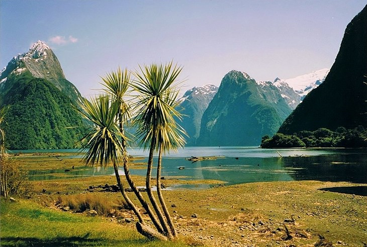 Photographs of the beautiful sights, mountains, falls and wildlife in Milford Sound, also known as Piopiotahi, found in between the Te Waipounamu Heritage Site, the Fiordland National Park and the Piopiotahi Marine Reserve, New Zealand, Palm trees bathe in the summer sun at Milford Sound