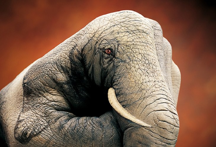 Beautiful works of body art which are painted to give the illusion of things in nature and the world, Guido Daniele, Elephant
