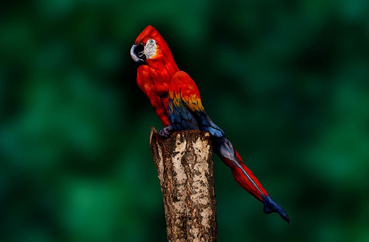 Beautiful works of body art which are painted to give the illusion of things in nature and the world, Johannes Stoetter, parrot