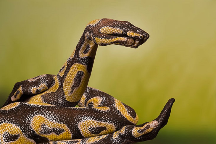 Beautiful works of body art which are painted to give the illusion of things in nature and the world, Guido Daniele, python, boa constrictor