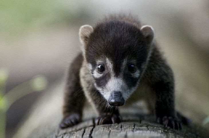 Adorable photographs of rare baby animals, Baby White-Nosed Coati