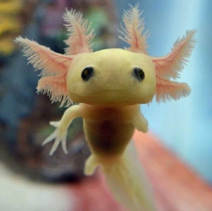 Adorable photographs of rare baby animals, Baby Axolotl
