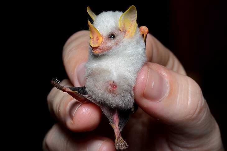 Adorable photographs of rare baby animals, Fluffy Honduran White Bat Baby