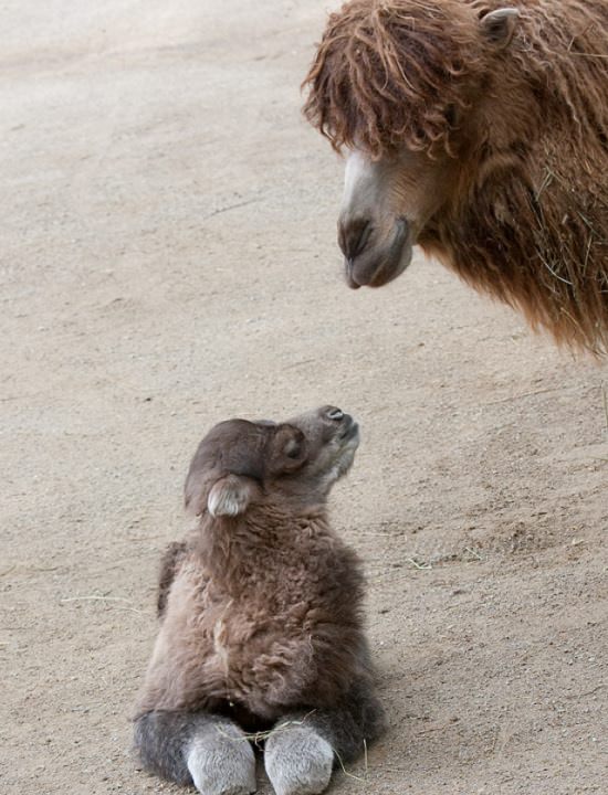 Adorable photographs of rare baby animals, Baby Bactrian Camel