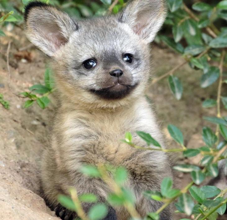 Adorable photographs of rare baby animals, Baby Bat Eared Fox