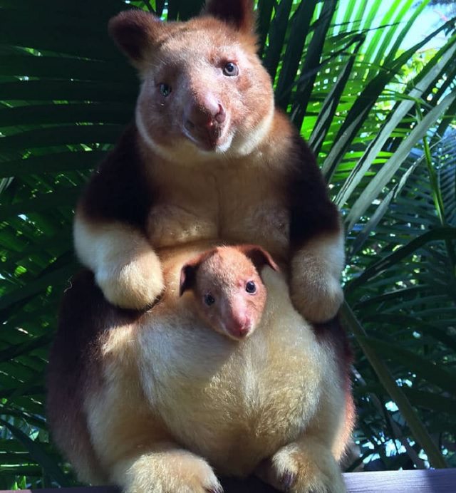 Adorable photographs of rare baby animals, Baby Tree Kangaroo