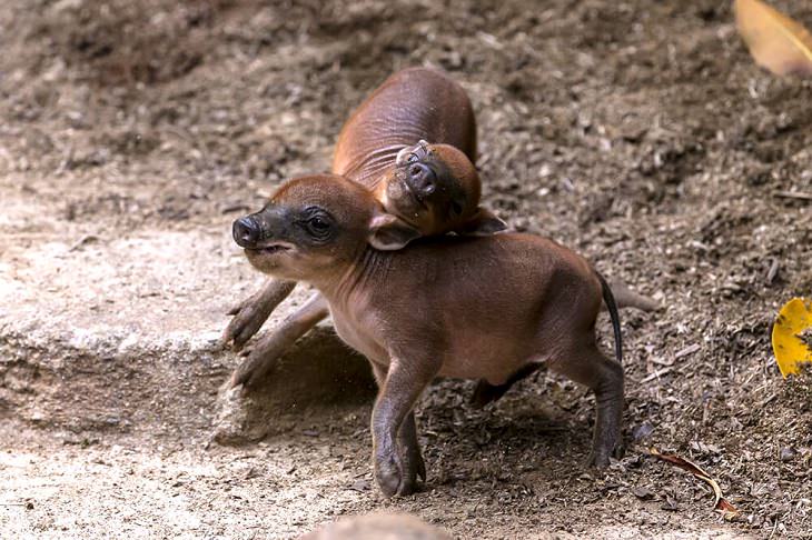 Adorable photographs of rare baby animals, Babirusa Piglets