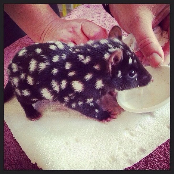 Adorable photographs of rare baby animals, Baby Eastern Quoll