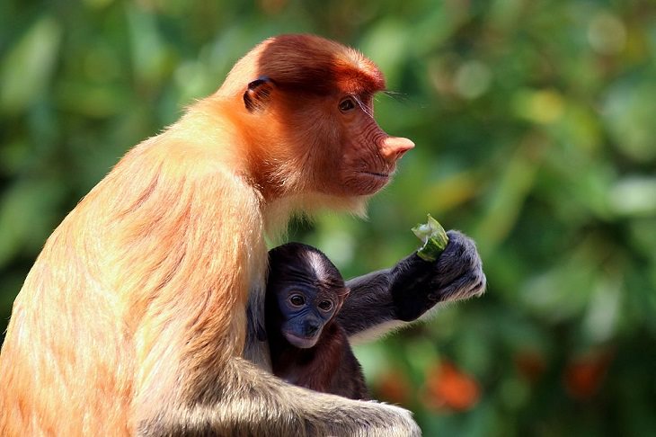 Adorable photographs of rare baby animals, Baby Proboscis Monkey