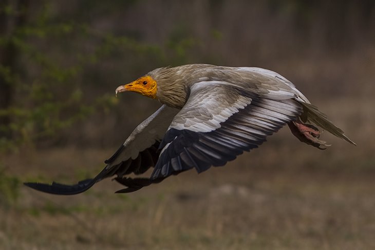 Beautiful sights, beaches, geological formations and cultural activities of Fuerteventura, the oldest and second largest of the Canary Islands, The Egyptian Vulture