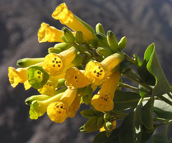 Beautiful sights, beaches, geological formations and cultural activities of Fuerteventura, the oldest and second largest of the Canary Islands, Nicotiana glauca, a species of wild tobacco commonly referred to as tree tobacco and known for its bright flowers