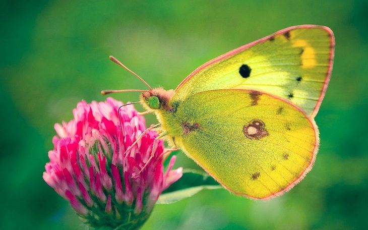 Beautiful sights, beaches, geological formations and cultural activities of Fuerteventura, the oldest and second largest of the Canary Islands, Colias hyale, the pale clouded yellow butterfly