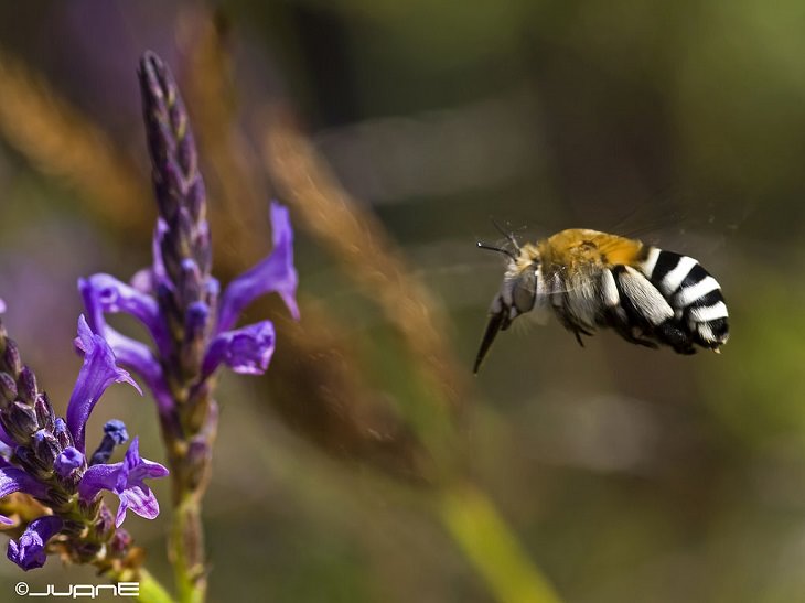 Beautiful sights, beaches, geological formations and cultural activities of Fuerteventura, the oldest and second largest of the Canary Islands, Amegilla canifrons, the Canary islands Blue-banded bee