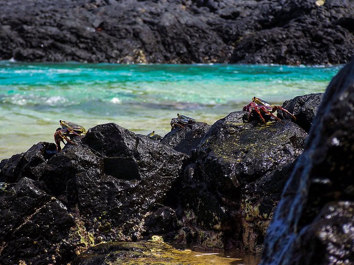 Beautiful historic sights, ruins and the many beaches of Fernando de Noronha in Pernambuco, Brazil, UNESCO World Heritage Site since 2001, Wildlife, nature, Crustaceans sit on the rocks of Praia do Sanho, one of the most beautiful beaches in Brazil