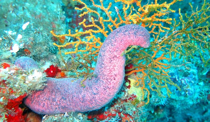 Sea cucumbers , regeneration power