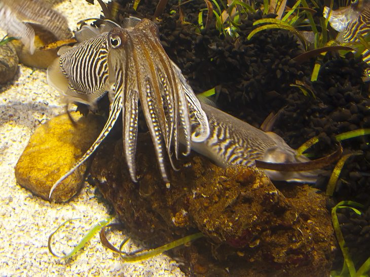 Cuttlefish, invisible, super power