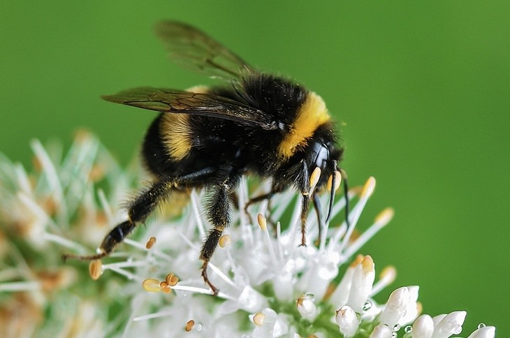 Bumblebees, ‘sixth sense’